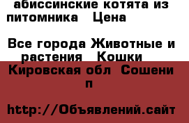 абиссинские котята из питомника › Цена ­ 15 000 - Все города Животные и растения » Кошки   . Кировская обл.,Сошени п.